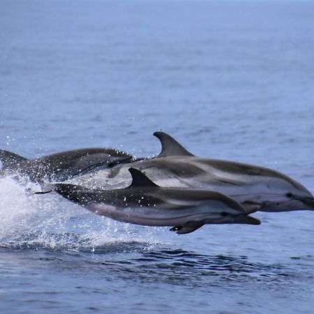 Atlantico 24 Daire Puerto de Santiago  Dış mekan fotoğraf